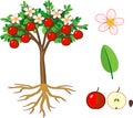 Parts of plant. Morphology of apple tree with fruits, flowers, green leaves and root system Royalty Free Stock Photo